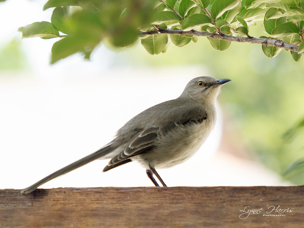 Mockingbird by lynne5477