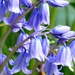 Bluebells by fishers