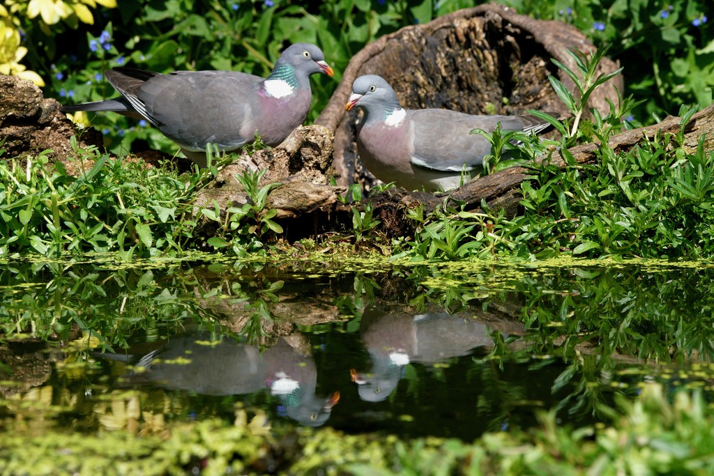 WOOD PIGEONS POOLSIDE by markp