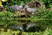 28th Apr 2020 - WOOD PIGEONS POOLSIDE