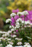 28th Apr 2020 - Candytufts