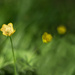 Buttercups by inthecloud5