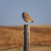 26th Apr 2020 - burrowing owl