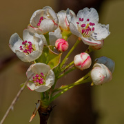 28th Apr 2020 - pear blossoms