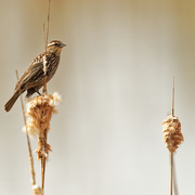 28th Apr 2020 - red-winged blackbird and cattails