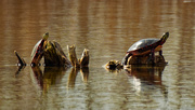 28th Apr 2020 - Painted turtles