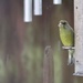 Greenfinch  by phil_sandford