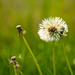 Dandelion after the rain by leonbuys83