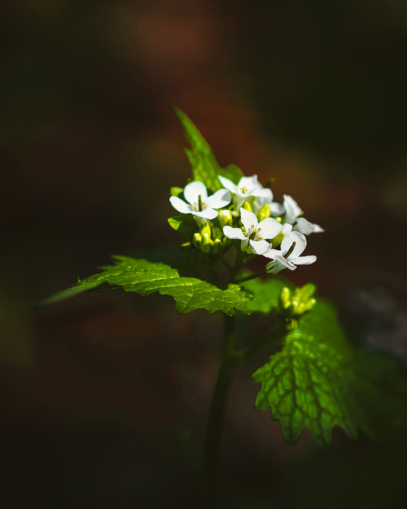 little white flowers in the woods by jernst1779