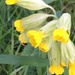 Cowslip Flowers by cataylor41