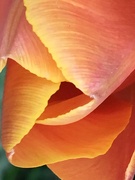 23rd Apr 2020 - Tulip Flower