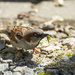 Sparrow with a caterpillar for lunch by bizziebeeme