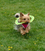28th Apr 2020 - How to wear a frisbee