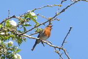 20th Apr 2020 - Our neighbourhood robin in full song