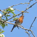 Our neighbourhood robin in full song by speedwell