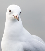 12th Nov 2019 - Seagull Posing