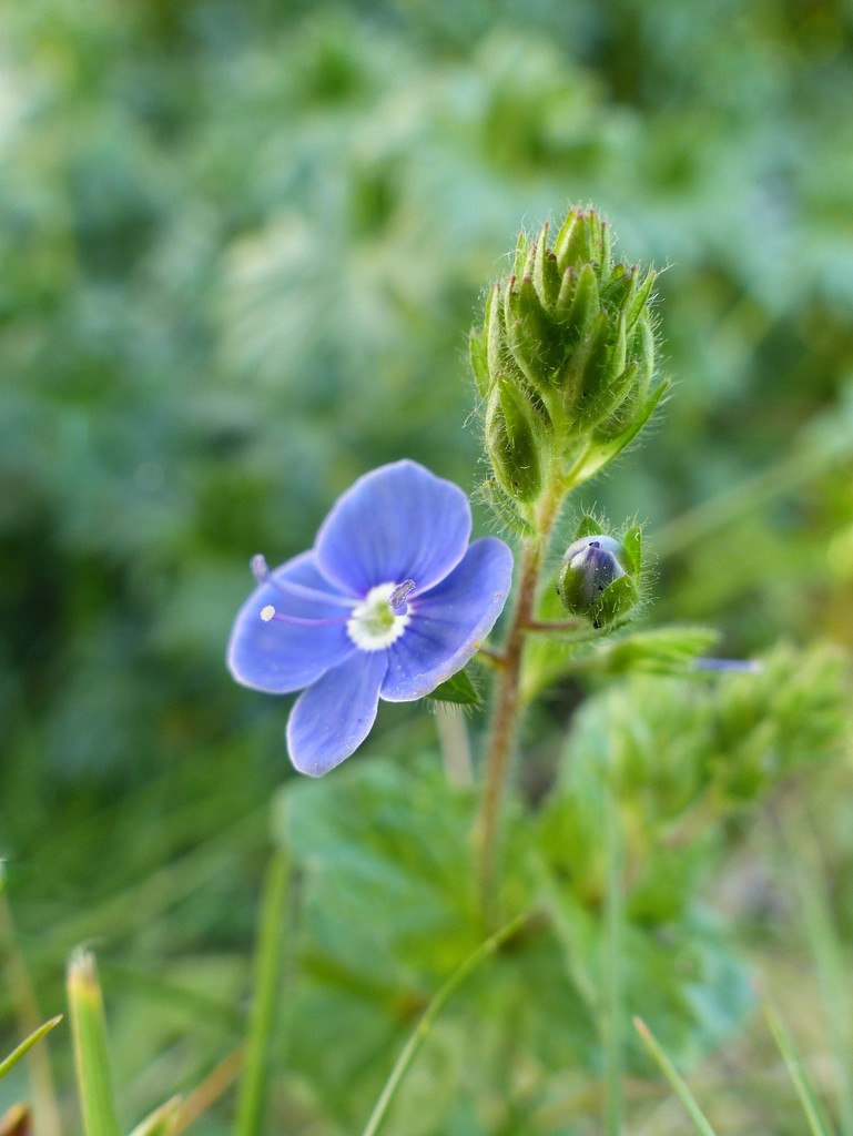 Speedwell by jokristina