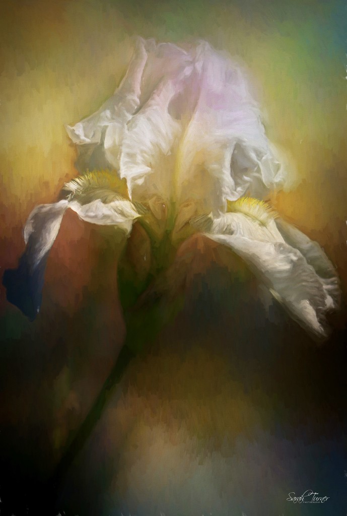 white iris by samae