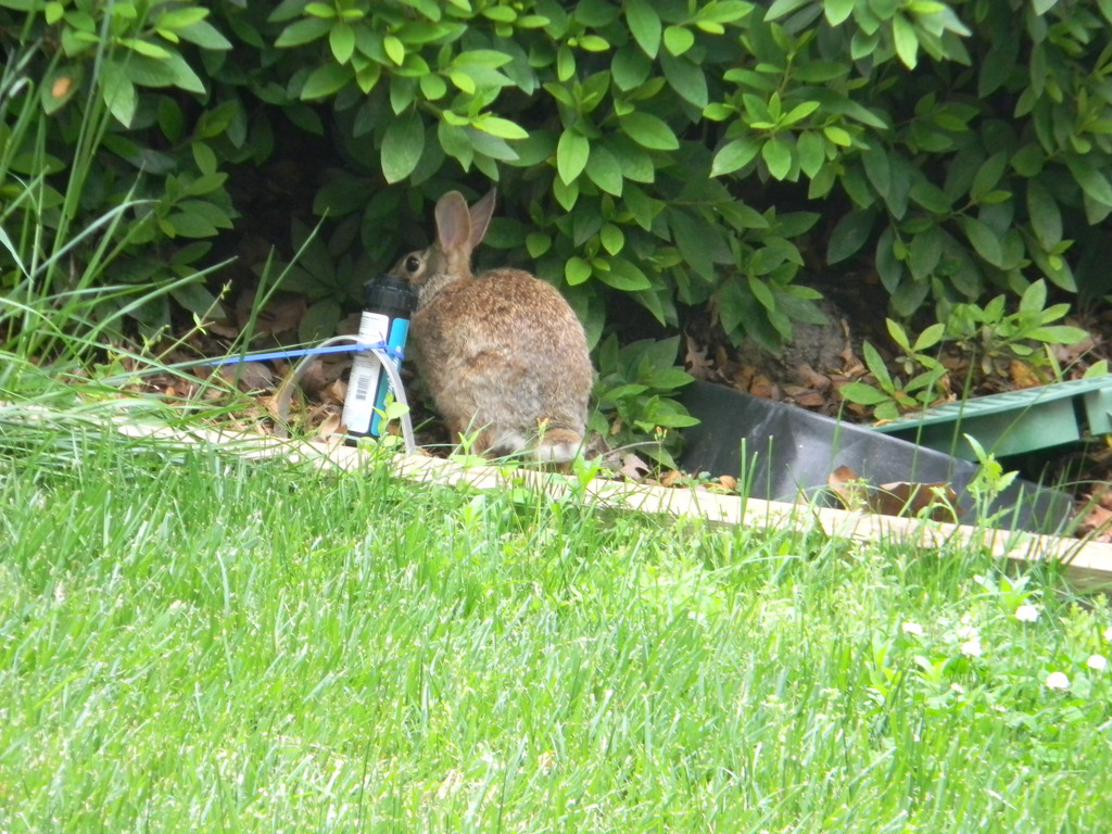 Rabbit in Neighbor's Yard  by sfeldphotos