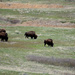 More Bison by bjywamer