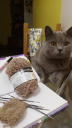 28th Apr 2020 - The cat knits a new toy, maybe it will be a bear.