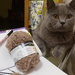 The cat knits a new toy, maybe it will be a bear. by nyngamynga