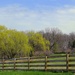 Spring Time on the Farm by digitalrn