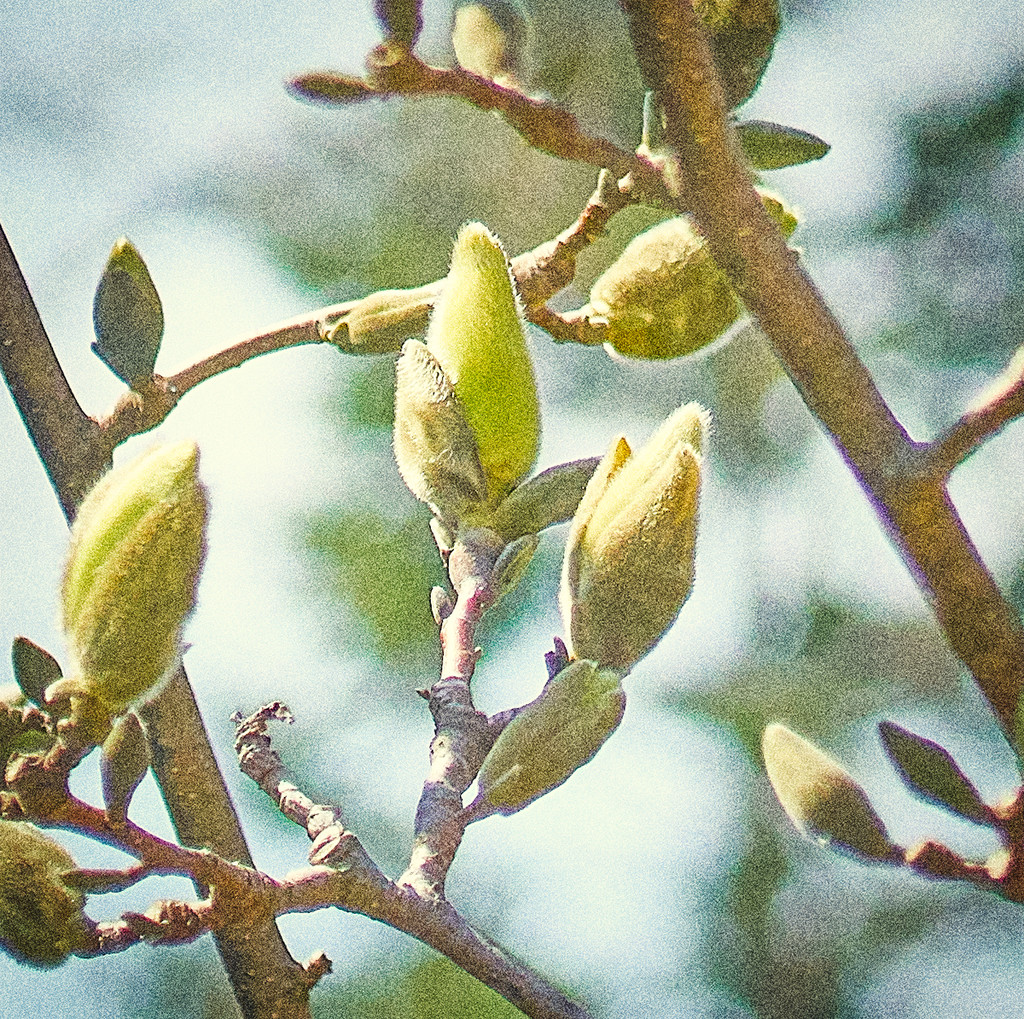 Magnolia Buds...just starting. by gardencat