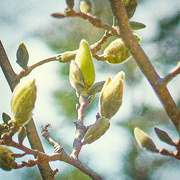 28th Apr 2020 - Magnolia Buds...just starting.