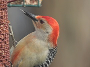 14th Apr 2020 - Red-Bellied Woodpecker