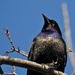 Common Grackle by frantackaberry