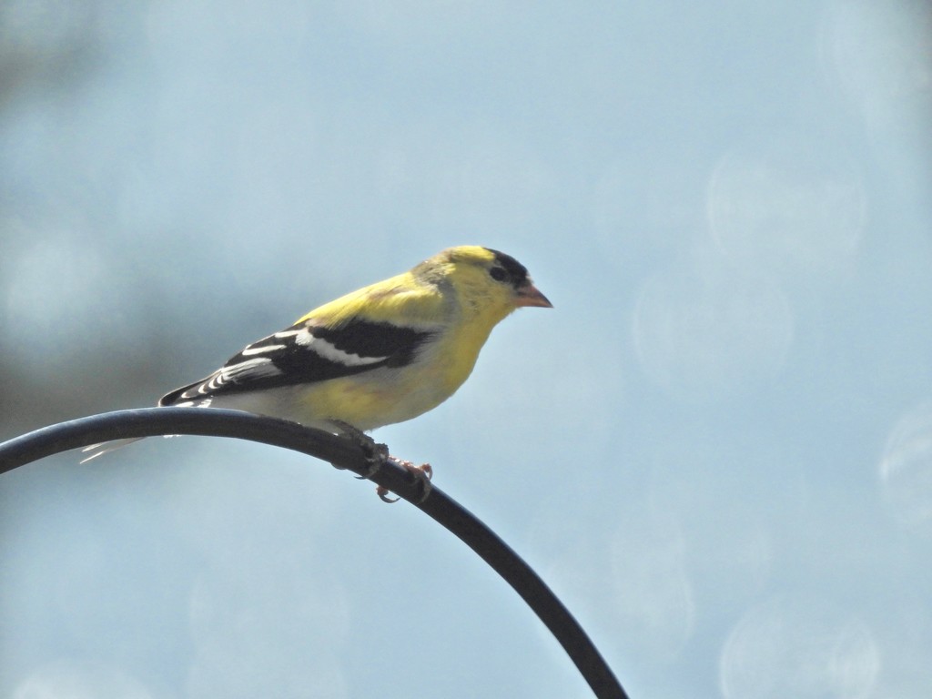 American Goldfinch by frantackaberry