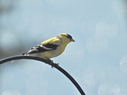 18th Apr 2020 - American Goldfinch
