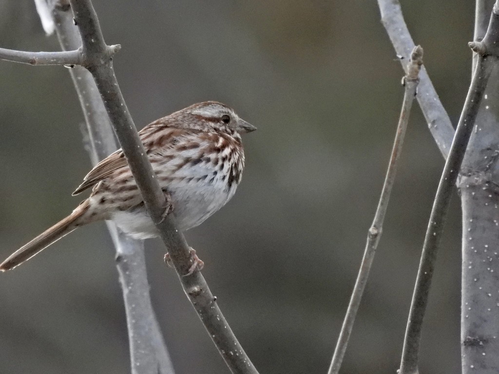 Song Sparrow by frantackaberry
