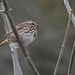 Song Sparrow by frantackaberry