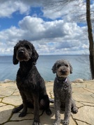9th Apr 2020 - Adopted a Rescue (left)