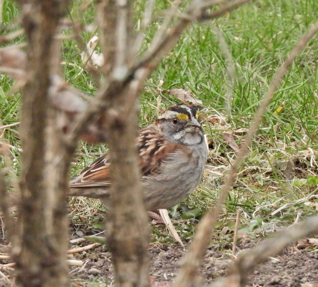 White-Throated Sparrow by frantackaberry