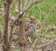 23rd Apr 2020 - White-Throated Sparrow