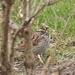 White-Throated Sparrow by frantackaberry
