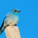 Blue Bird  by gq