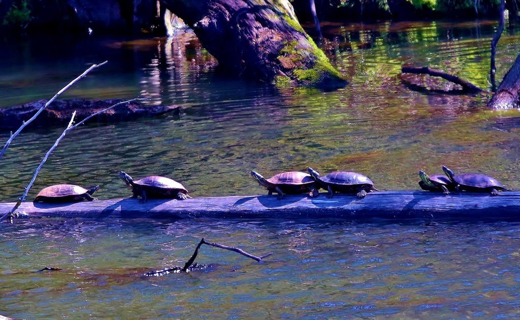 Turtles by lynnz