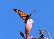 28th Apr 2020 - Butterfly