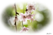 28th Apr 2020 - ~Cherry Blossoms~