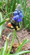 28th Apr 2020 - Bee Nurturing