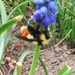 Bee Nurturing by msedillo