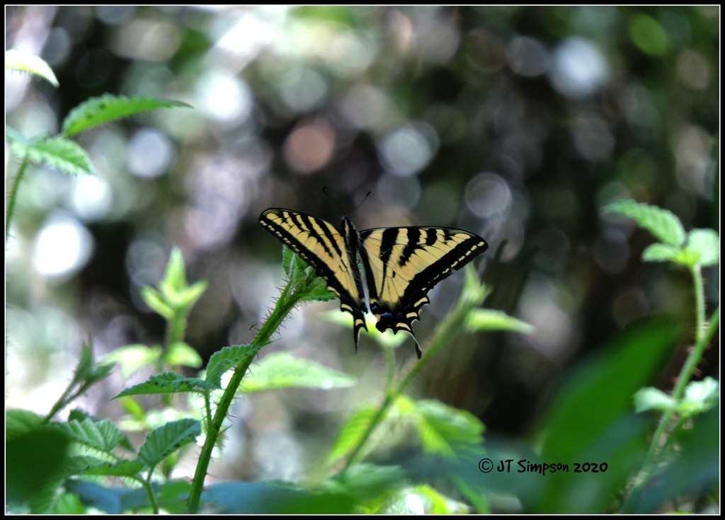 Mellow Yellowtail... by soylentgreenpics