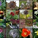 a few 'snapshots' from the garden by quietpurplehaze