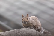 27th Apr 2020 - Seriously?  You're Not Sharing Your Best Bread?