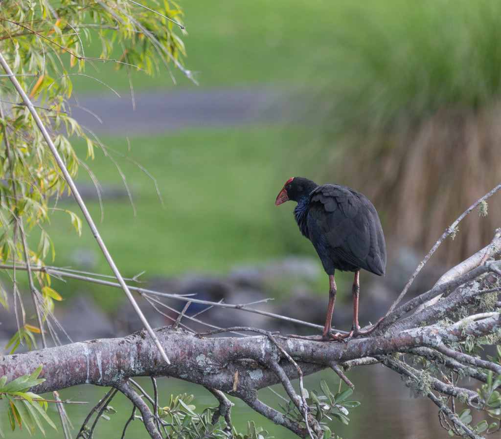 I wonder what chased this Pukeko up the tree? by creative_shots