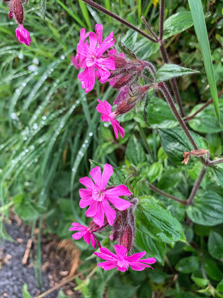 Red Campion by pamknowler